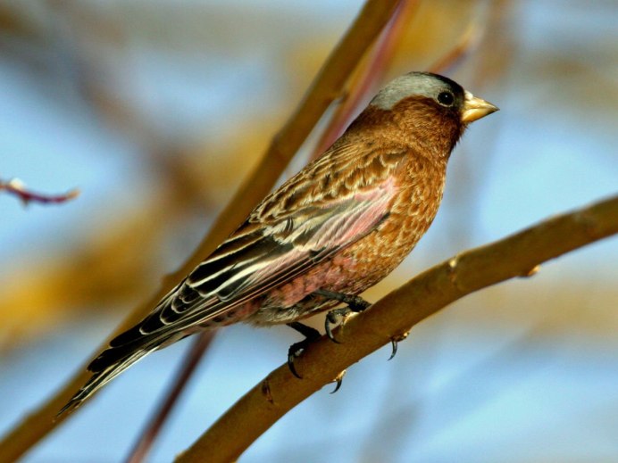 Американский горный вьюрок (Leucosticte tephrocotis)