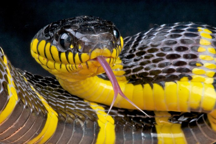 Белогубая куфия Trimeresurus insularis
