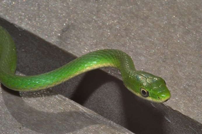 Коби Брайант Black Mamba