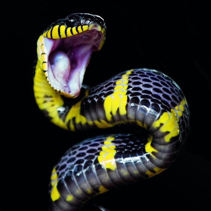 Opheodrys vernalis