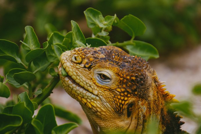 Игуана красная (Iguana Iguana)