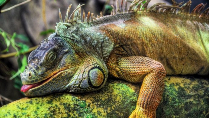 Bearded Dragon ящерица