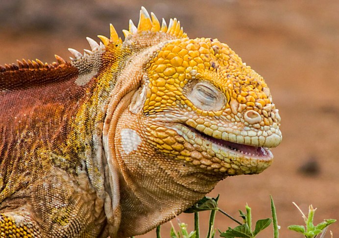 Игуана красная (Iguana Iguana)