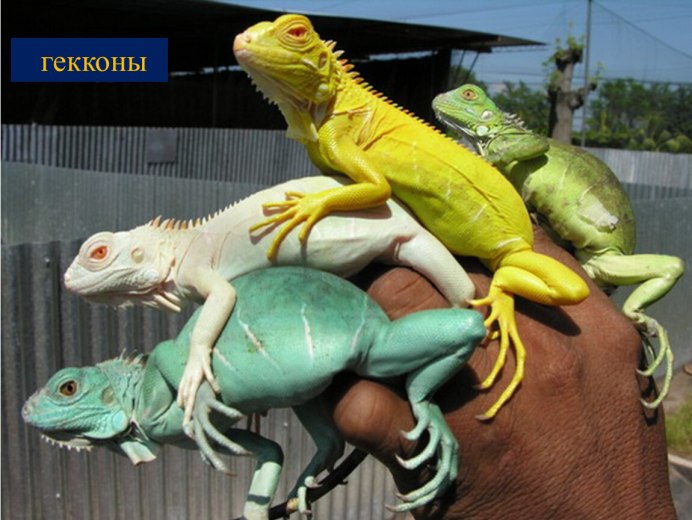 Бородатая агама дракон