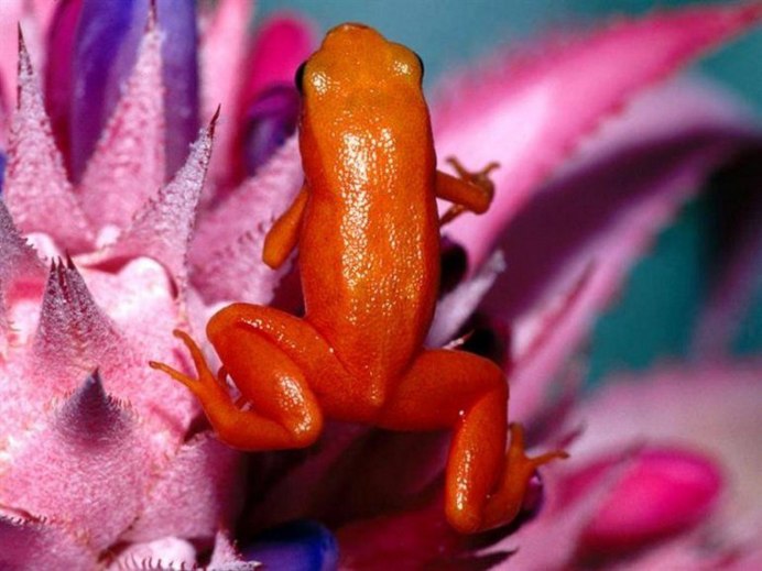 Лягушка Nasikabatrachus sahyadrensis