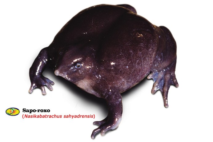 Лягушка Nasikabatrachus sahyadrensis