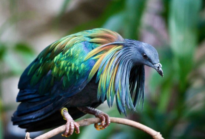 Paradisaea Guilielmi