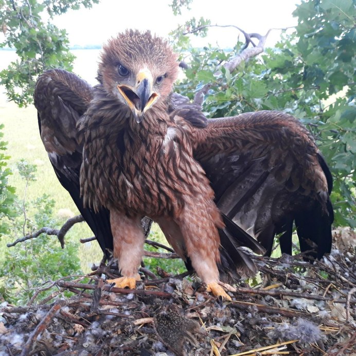 Птенец Беркута