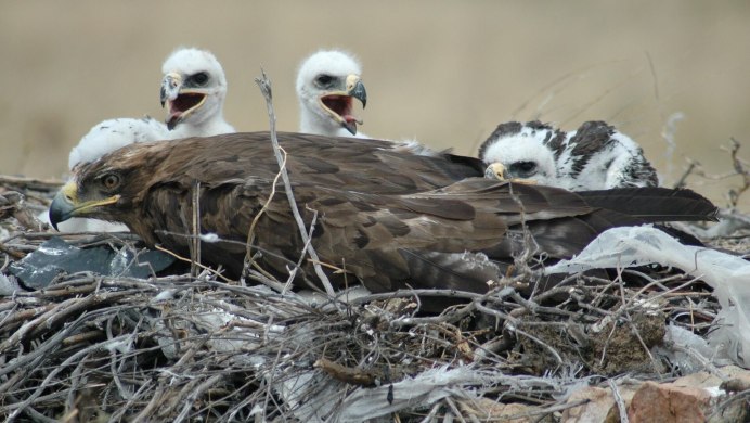 Орленок птенец орла