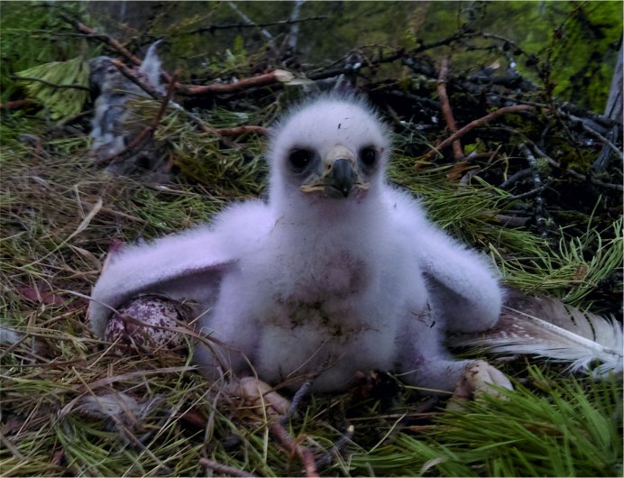 Белоголовый Орлан птены