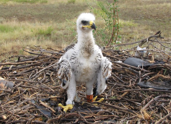 Орленок птенец Сокола