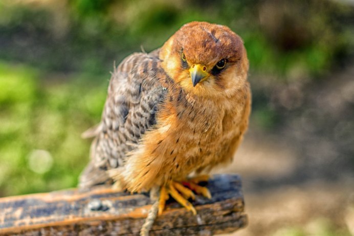 Степной Орел птенцы