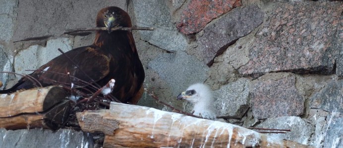 Орел белоголовый среда обитания