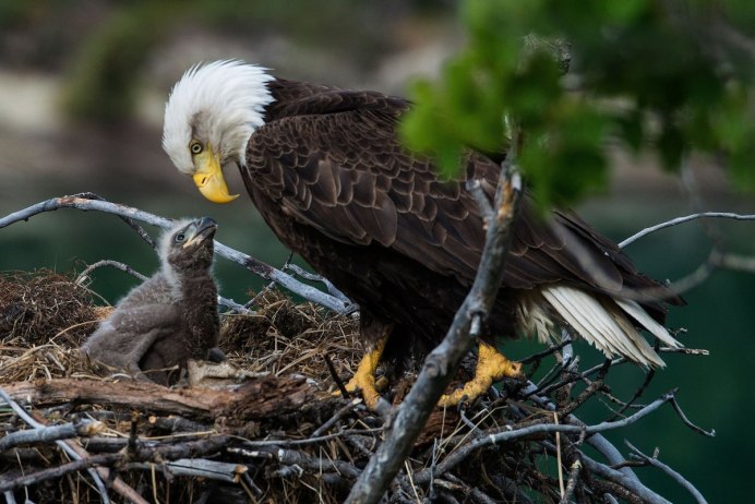 Белоголовый Орлан самка