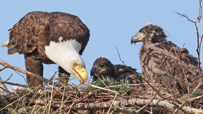 Птенец Канюка