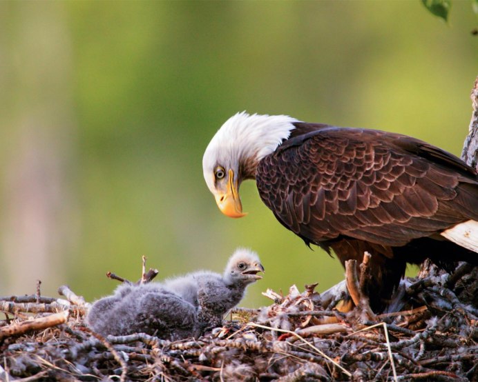 Степной Орел птенцы