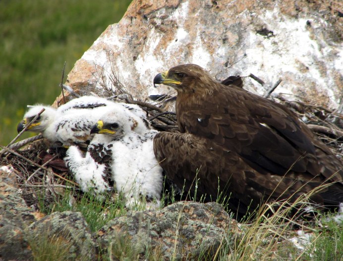 "Белоголовый Орлан"