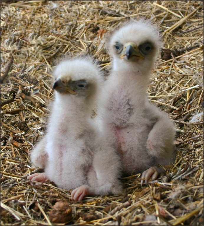 Орлята птенцы Орлов