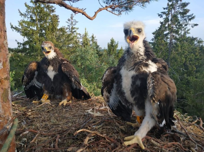 Гнездо орла Беркута