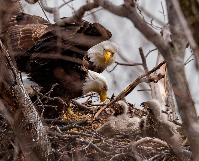Гнездо Беркута