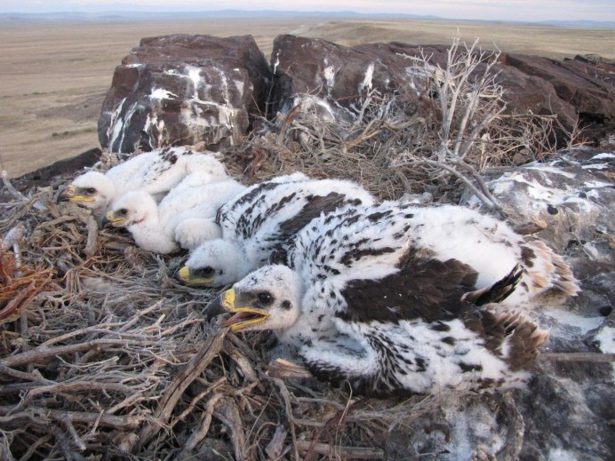 Хищные птицы падальщики птенцы