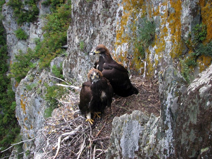 Птенцы хищников