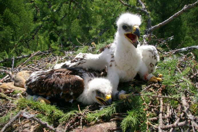Птенцы падальщиков