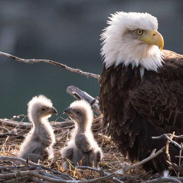Белоголовый Орлан гнездо яйцо