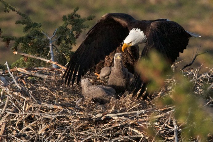 Белоголовый Орлан птенец