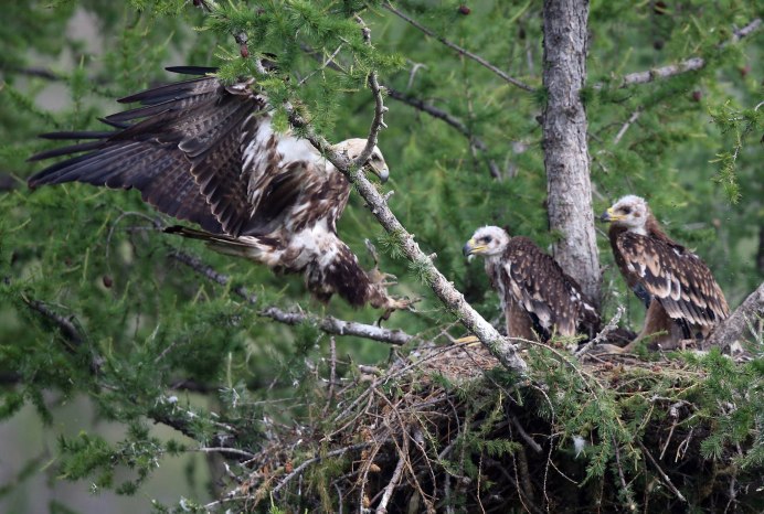 Орел с орлятами