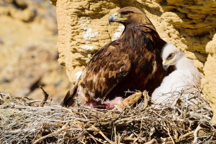 Большой подорлик птенец