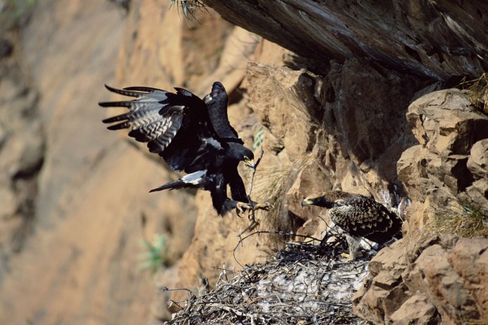 Гнездо белохвостого орлана