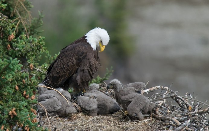 Гнездо белоголового орлана