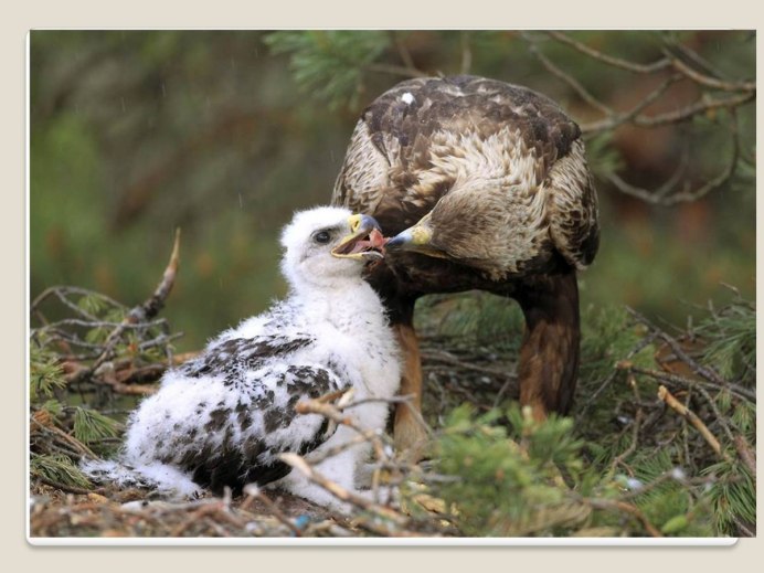 Степной Орел птенцы