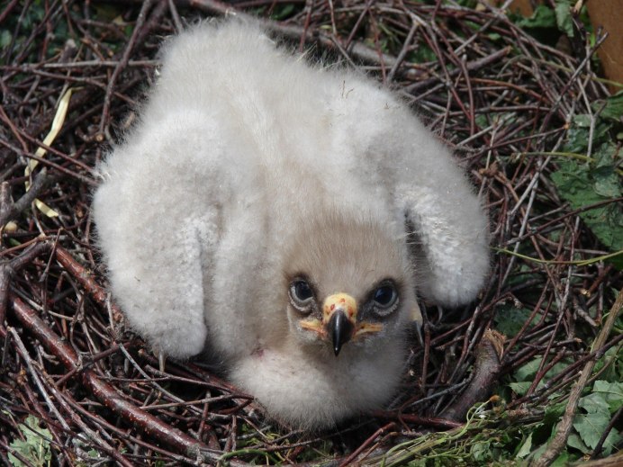 Орел могильник птенец