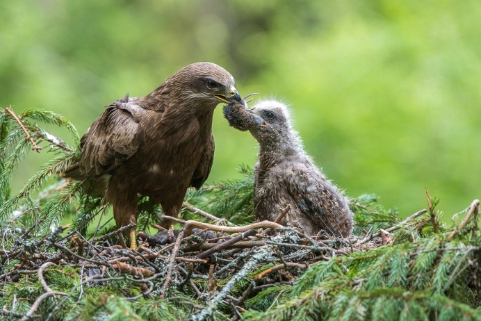 Горный цыпленок