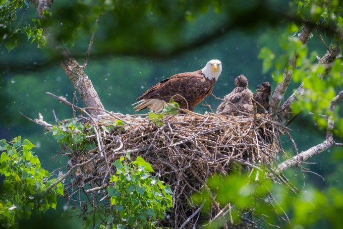 Гнездо степного орла