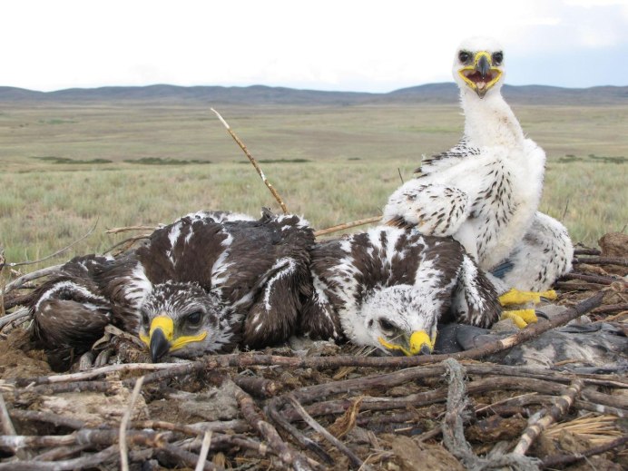 Белоголовый Орлан птенец