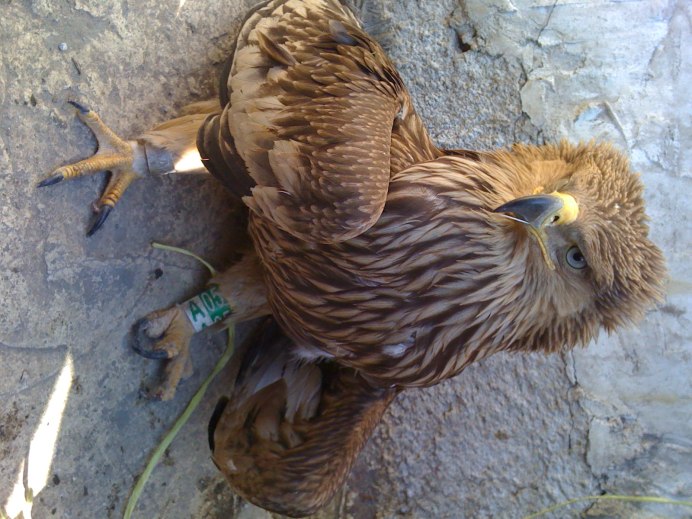 Птенец белобрюхого орлана