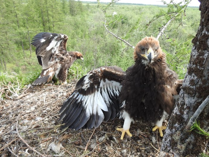 Белоголовый Орлан птенец