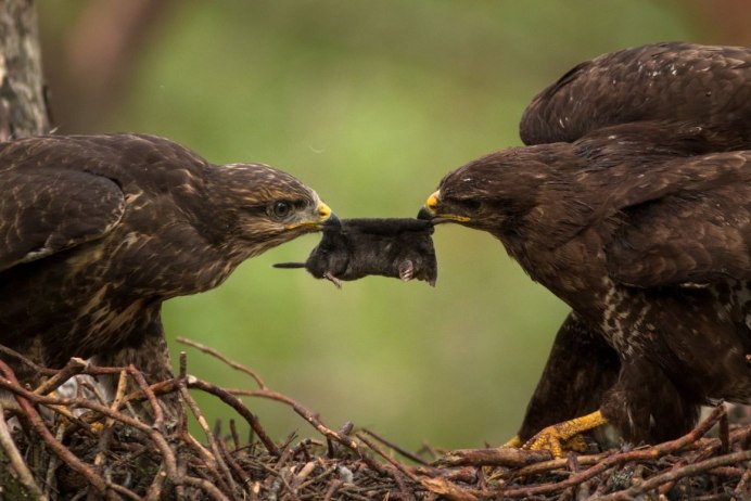 Орел Беркут птенцовая птица