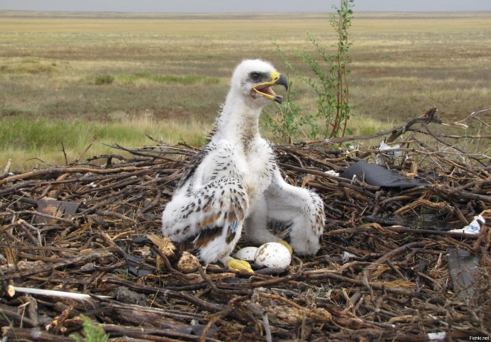 Орлиное гнездо Орел