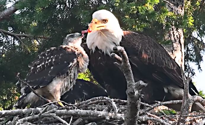 Белоголовый Орлан птены