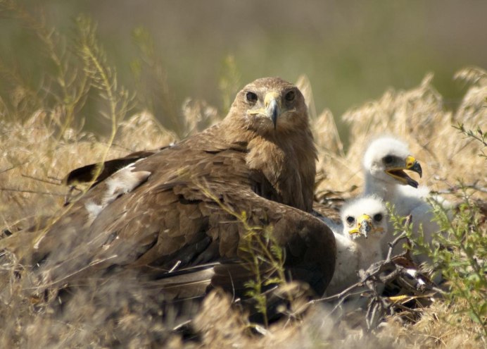 Орел Беркут птенцовая птица