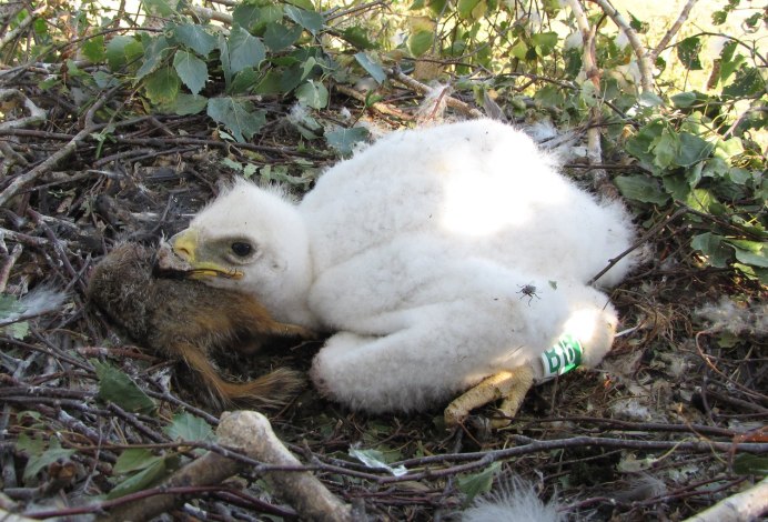 Орел могильник гнездо