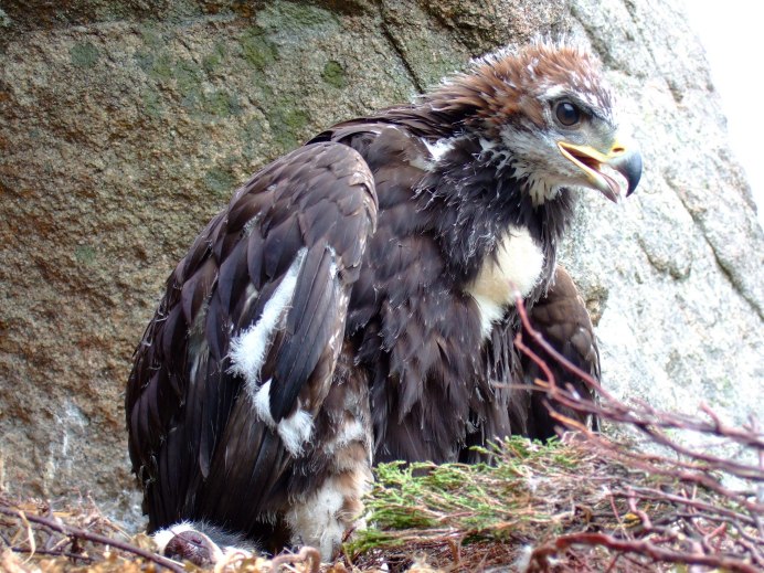 Орленок птенчик орла