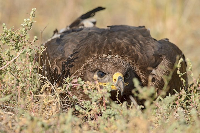 Гнездо орла Беркута