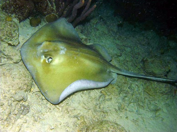 Скат Taeniura lymma