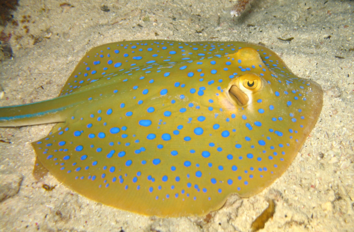 Скат Taeniura lymma