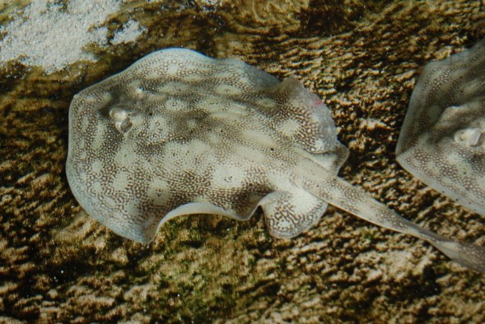 Рыба-лиса Siganus vulpinus